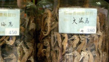 Report Warns of China’s Traditional Medicine Expansion in Africa
