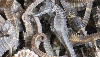 Report: Alarming Levels of Wildlife Trafficking in Southeast Asia Seas