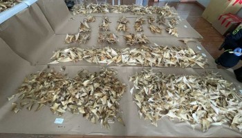 Colombia: 1,000 Sharks Illegally Killed for Fins Headed to Hong Kong