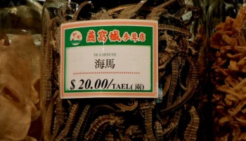 Chinese Authorities Seize 1.2t of Smuggled Dried Seahorse