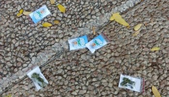 Unorganized Crime: Oddities in the World of Criminal Activity