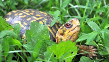 U.S. Charges Hong Kong Rare Turtle Trafficker