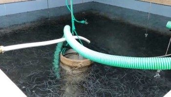 International Police Operation Nets 52 Glass Eel Smuggling Suspects