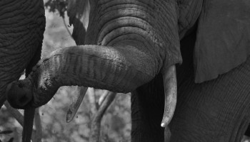 NGO: Ivory Trafficking Continues in Europe Despite Tougher Regulations