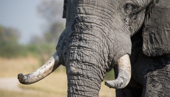 Suspicious Activity Reports May Show a Rise in Wildlife Trafficking