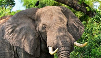 Ugandan Ivory Trader Gets a Life Sentence in a Landmark Ruling