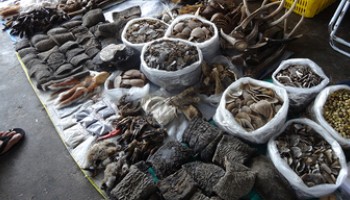 Online Wildlife Trade Soars in Myanmar, Indian Airports are Major Trade Hubs