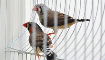Report: Criminals Exploit Latin American Airports to Traffic Wildlife