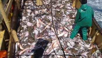 Report: West Africa Is the Global Epicenter of Illegal Fishing