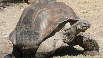 Ecuador: 3 Sentenced For Trafficking Galapagos Tortoises