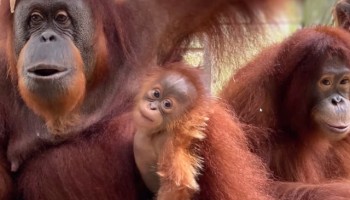GI-TOC: Great Apes Now Listed as Critically Endangered Due to Trafficking