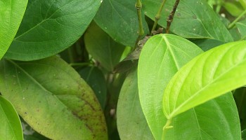 Ecuador Seizes 3 Tonnes of Cocaine Concealed in Tea