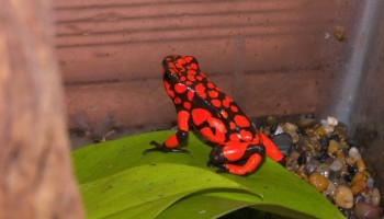 Over a Hundred Poisonous Frogs Seized at Colombian Airport