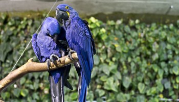 In Singapore, Illegal Trade in Rare Birds Thrives Online
