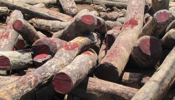 Report: China’s Rosewood Trade With Mali Rigged With Illegalities