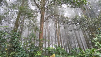 Greenpeace: ‘Suspected Corruption’ Harming Efforts to Protect Vital Indonesian Forests