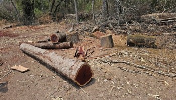 Two Interpol-led Operations Against Environmental Crime Net 70 Suspects