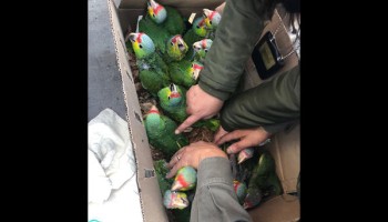 Worldwide Crackdown on Illegal Wildlife Trade
