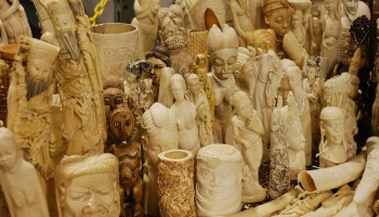 Wildlife Advocates Praise China’s Bust of Ivory Trafficking Ring