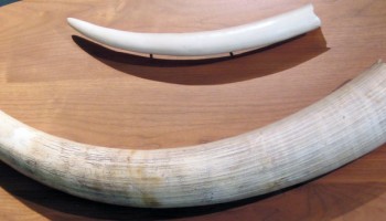 Report: Japan’s Legal Ivory Market Fuels Smuggling