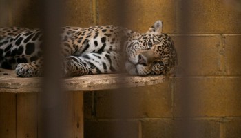 Report: Social Media Used for Selling Wild Animals in Mexico
