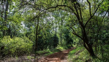 Kenya: Forest Communities See Reforms Stopping Corruption