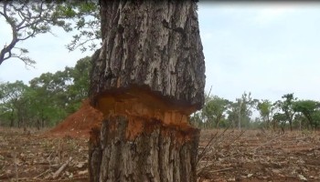 Report: Demand for Rosewood Fosters Corruption Across West Africa