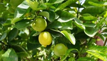Mexico Deploys Troops to Areas Where Gangs are Extorting Lemon Growers
