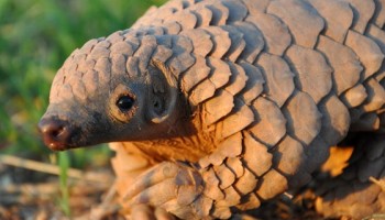 Malaysia Seizes 712kg of Pangolin Scales Smuggled from Africa