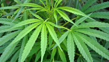 Niger Jails Two Journalists for Reporting about Hashish Trafficking