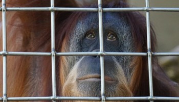 Congolese Officials Sanctioned for Participating in Wildlife Trafficking