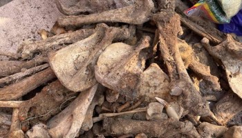 Nigeria Arrests Wildlife-Smuggling Kingpin