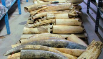 EU: Plan to Crack Down on Illegal Wildlife Trade Approved