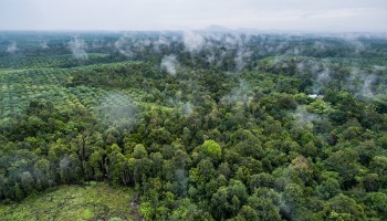 Palm Oil Operations in Indonesia Harm Communities, Foster Corruption