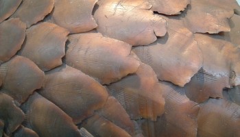 Nigeria Now Epicentre of Pangolin Scale, Ivory Trafficking