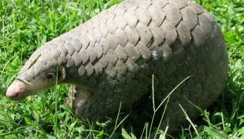 Pangolin Poaching Crisis Fuelled by Online Trade