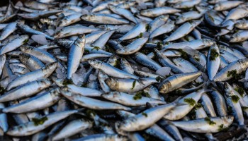 Iceland Police Probe Journalists for Reporting on Harassment by Fishing Company
