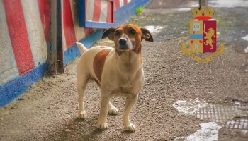 Camorra Drug Ring Foiled While Gangsters Order Hit on Dog