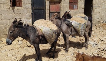 Nigeria Customs Impound Donkey Penises Bound for Hong Kong