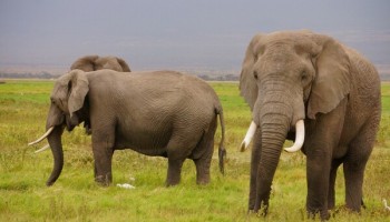 GI-TOC: Network that Trafficked Over 30 Tonnes of Ivory Yet to Face Justice