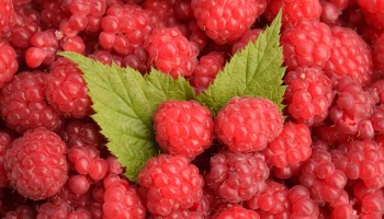 Bosnian Raspberry Farm Granted Contract to buy Ventilators