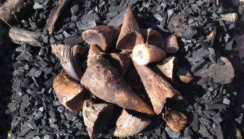 Kenya: Notorious Wildlife Trafficker Extradited to the U.S.
