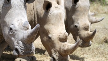 South Africa Arrests “World’s Most Wanted” Rhino Horn Poachers