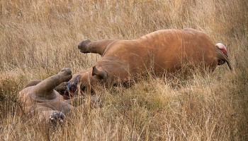 Wildlife Experts: Rhino Horn Trafficking is on the Rise Worldwide