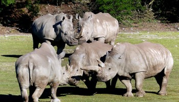 TRAFFIC to Help Africa Fight Against Illegal Wildlife Trade