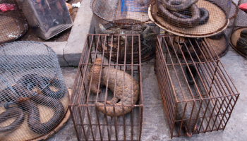 China Proposes Ban on Pangolins in Traditional Medicine