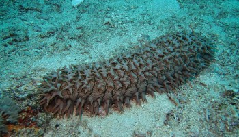 Two Plead Guilty in the U.S. to Smuggling Illegal Sea Cucumbers