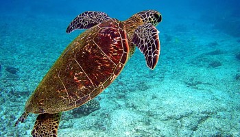 Sea Turtle DNA Database Identifies Poaching Hotspots