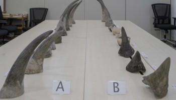 Singapore Authorities Make Their Biggest Rhino Horns Seizure