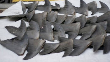 Despite Ban, Tons of Shark Fin Keep Arriving in Hong Kong